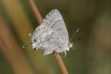 Leda Ministreak (Ministrymon leda) - winter form