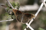Tropical Buckeye (junonia evarete nigrosuffusa)