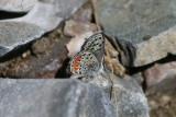 Bernandino Blue (Euphilotes bernardino martini)