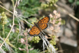 Arizona Checkerspot (Texola perse)