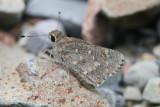 Sheep Skipper (Atrytonpsis edwardsii)
