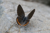 Acmon Blue (Plebejus acmon) - female