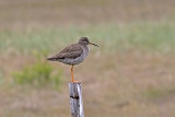 Redshank. Rødstilk