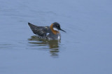 Red-necked Phalarope. Svømmesnipe
