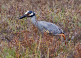 Yellow-crowned Night Heron