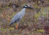 Yellow-crowned Night Heron