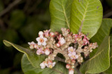 Lemonadeberry (Rhus integrifolia)