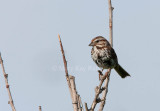 Song Sparrow _11R2462.jpg