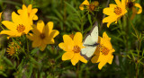 Clouded Sulphur male in flight _11R1688.jpg