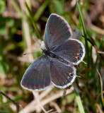 Eastern Tailed-Blue female _11R1033c.jpg
