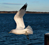 Taking off #2