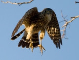 Merlin 3065