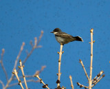 Eastern Kingbird 3243