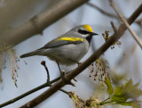 Golden-winged Warbler 3648