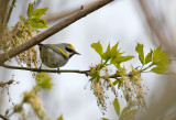 Golden-winged Warbler 3666