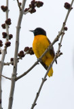 Baltimore Oriole 3683