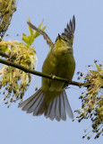Orange-crowned Warbler 4020.jpg