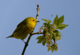 Yellow Warbler 4006.jpg