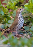 Ovenbird 4438.jpg
