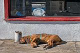 Lazy in Williams