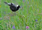 20080624 - 300 155 Bobolink.jpg