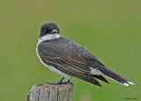 20080624 - 300 225 Eastern Kingbird.jpg