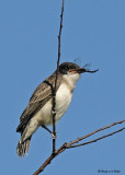 20080729- D300 113 Eastern Kingbird (Juv).jpg