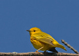 20080513 018 Yellow Warbler.jpg