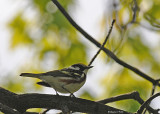 20080520 090 Chestnut-sided Warbler.jpg