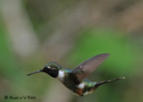 20090212 CR # 1 408 Magenta-throated Woodstar.jpg
