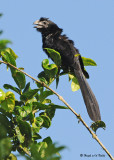 20090212 CR 2 676 Groove-billed Ani.jpg