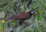 20090212 CR # 1 1664 Oropendolas Montezuma.jpg