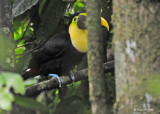 20090212 CR # 1 752 Chestnut-mandibled Toucan.jpg
