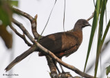 20090212 CR # 2 300 Gray-headed Chachalaca.jpg