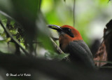 20090212 CR # 1 695 Broad-billed Motmot SERIES.jpg