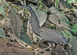 20090212 CR 1 1014 Bare-throated Tiger-Heron SERIES.jpg