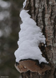 20090123 099 Tree Fungi.jpg