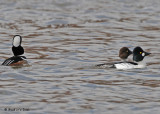 20090331 260 Hooded Merganser & Common Goldeneyes - SERIES.jpg