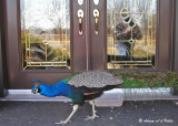 20090416 Adam's 045 Peacock (M - SERIES).jpg