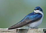 20090508 197 Tree Swallow - SERIES.jpg