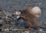 20090427 097 Greater White-fronted Goose - SERIES.jpg