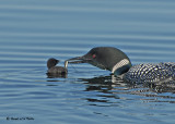 20090616 096 Common Loons.jpg