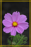 20080606 580 Cosmos.jpg