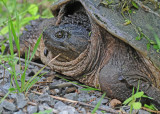 20090613 073 Snapping Turtle - SERIES.jpg