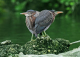 20090708 054 Green Herons (juv) - SERIES.jpg