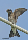 20090725 005 Purple Martins.jpg