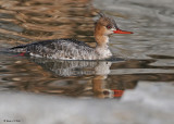 20090413 117 Red-breasted Merganser (F).jpg