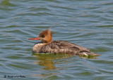 20090411 161 Red-breasted Merganser.jpg