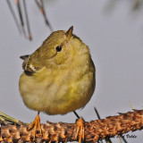20091112 212 Blackpoll Warbler.jpg
