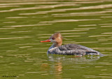 20090411 335 Red-breasted Merganser (F).jpg
